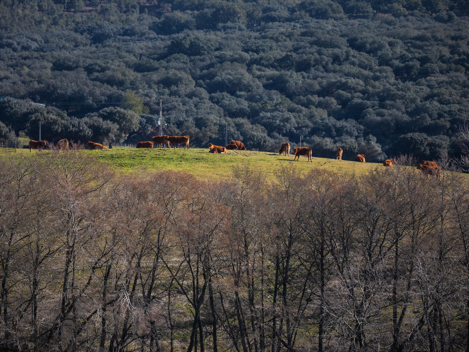 Projeto de Investigação IDI&CA promove o território raiano